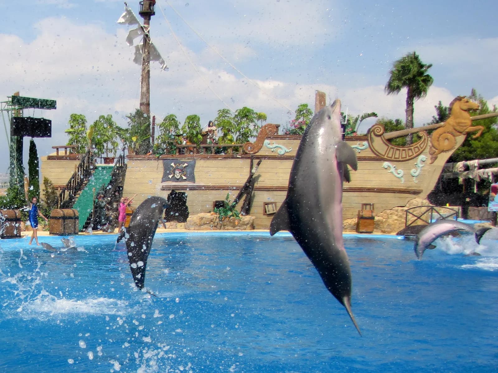 Dolphins leaping during the show at Mundomar, Benidorm