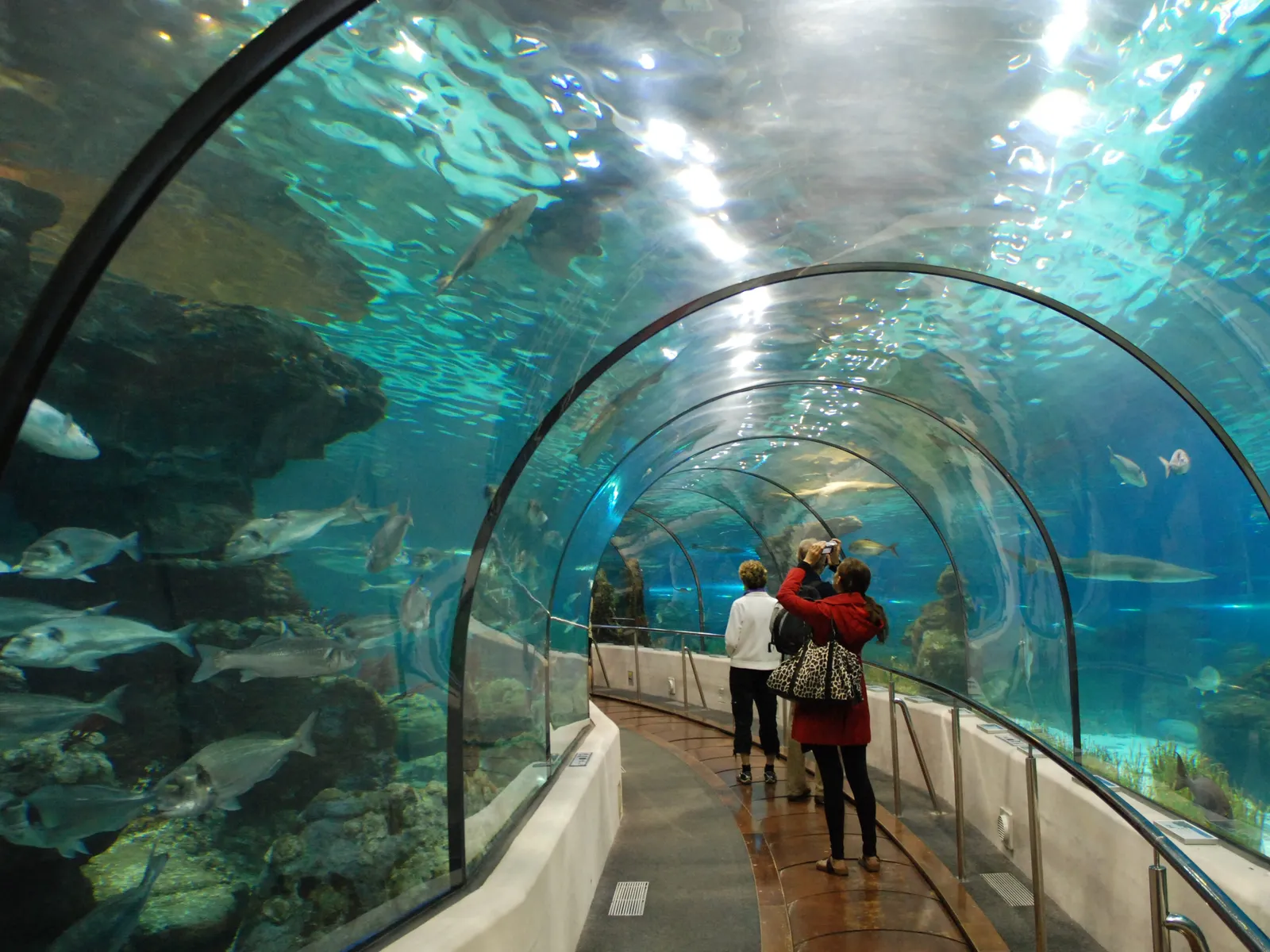 Oceanarium tunnel at L'Aquàrium de Barcelona