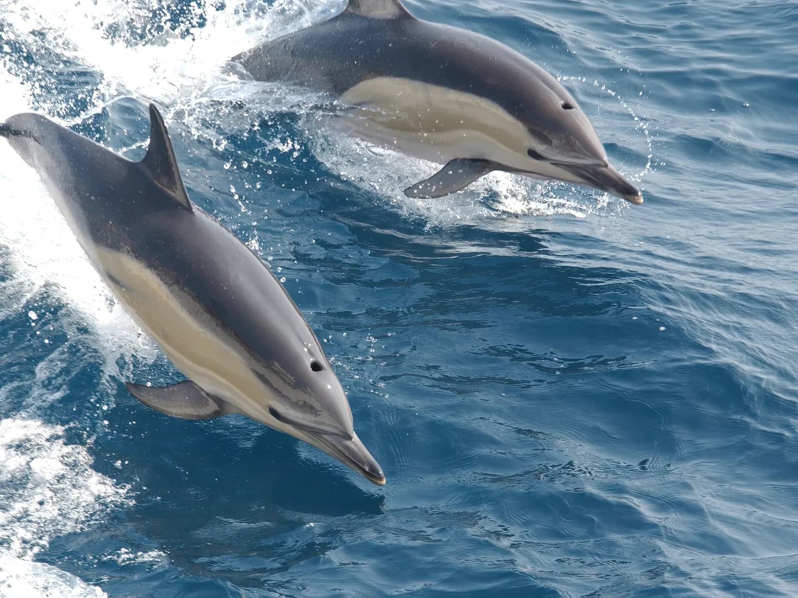 Delfines comunes saltando
