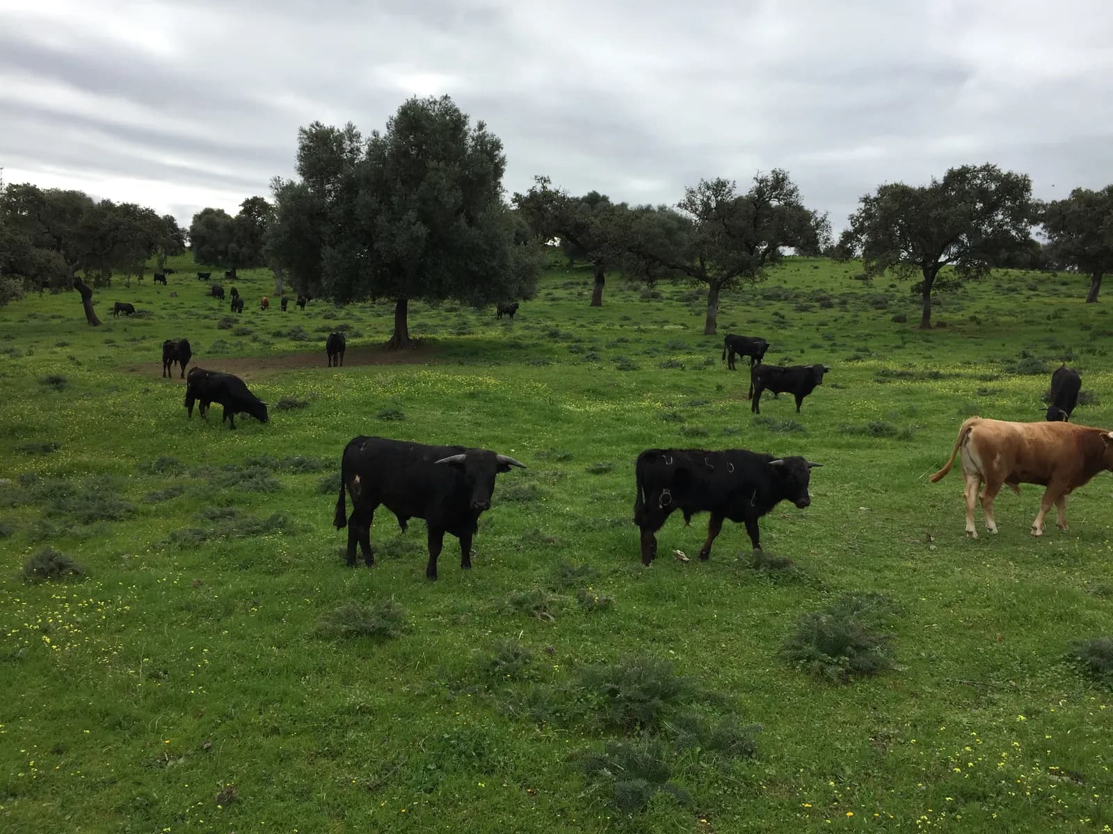 Toros bravos pastando en una dehesa verde con encinas