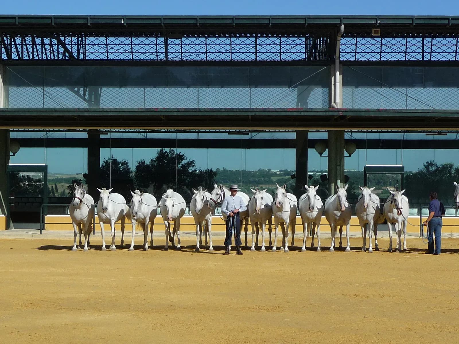 A team of mares on display at the Yeguada de la Cartuja