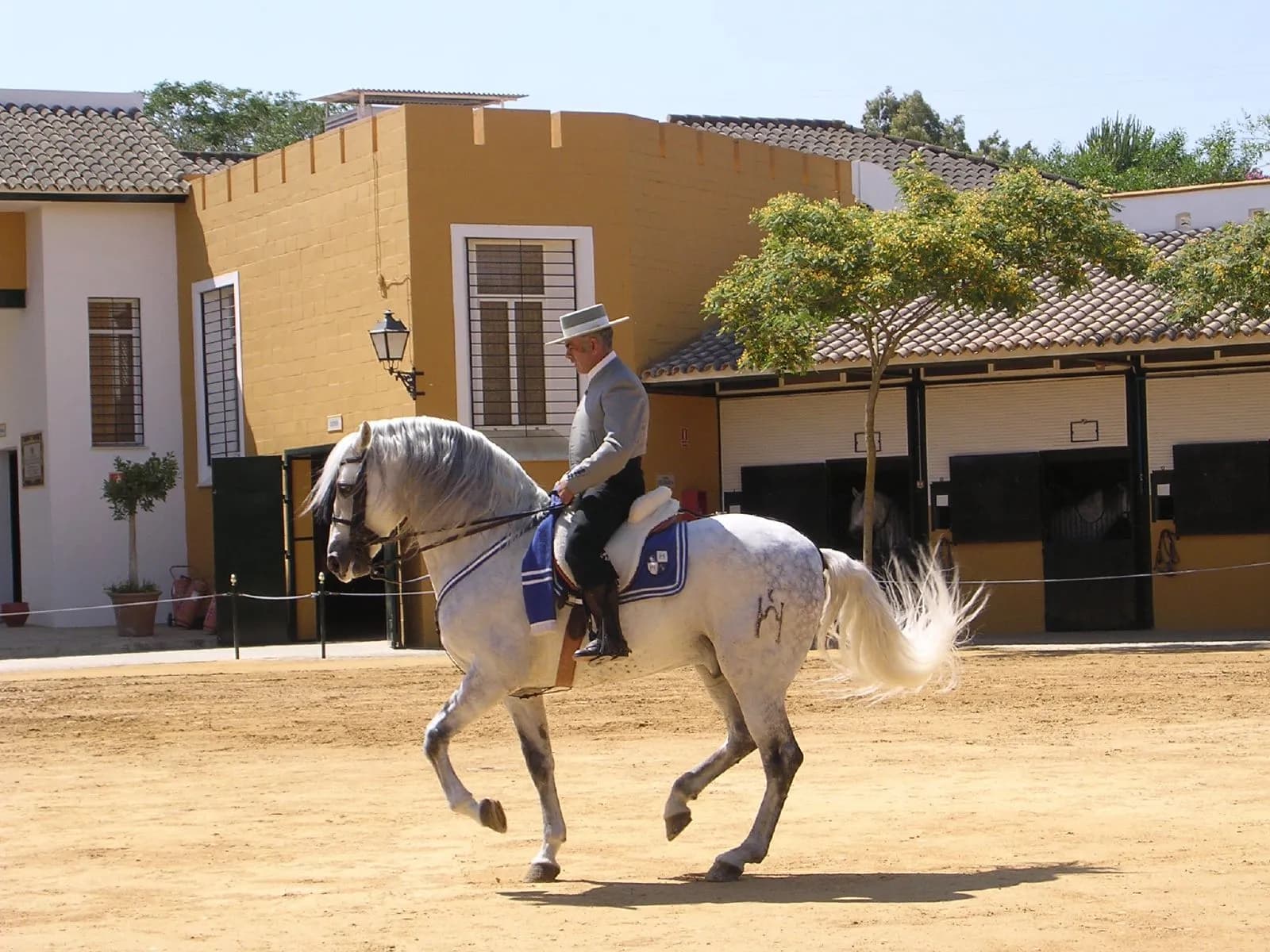 Jinete sobre un caballo cartujano