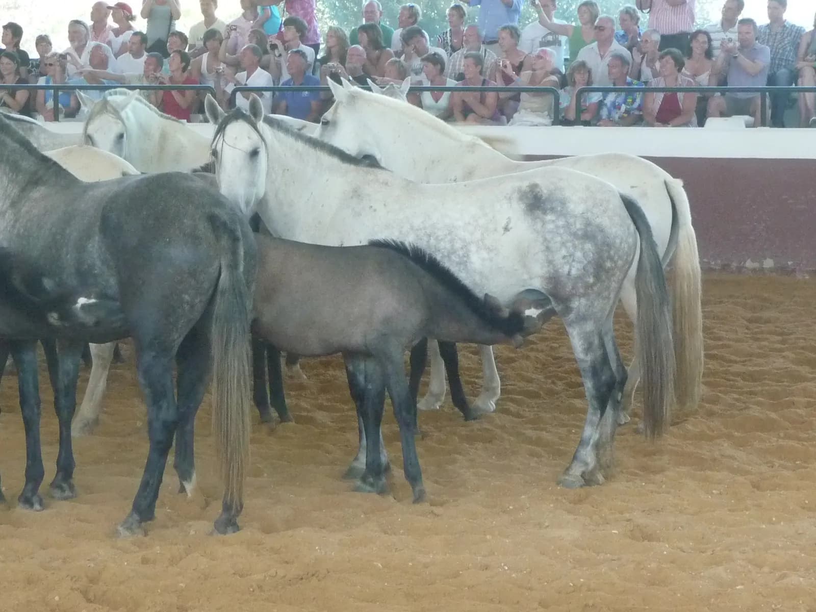 Yeguas y potros en la Yeguada de la Cartuja