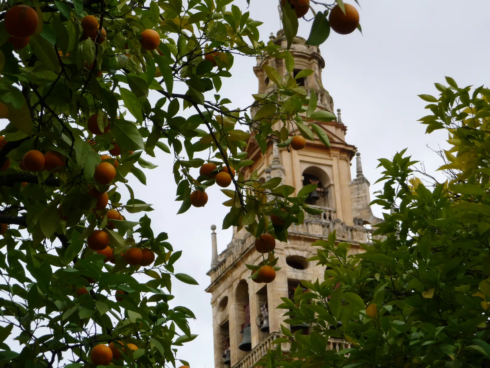 Naranjos y torre de la Mezquita