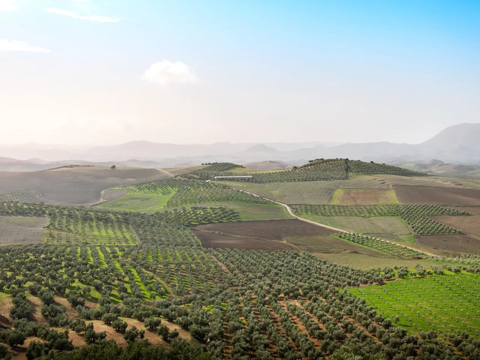 Olivares que cubren las lomas de la campiña andaluza