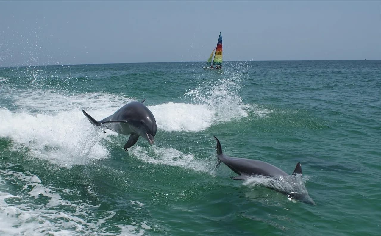 Delfines nadando junto a un barco frente a Morro Jable