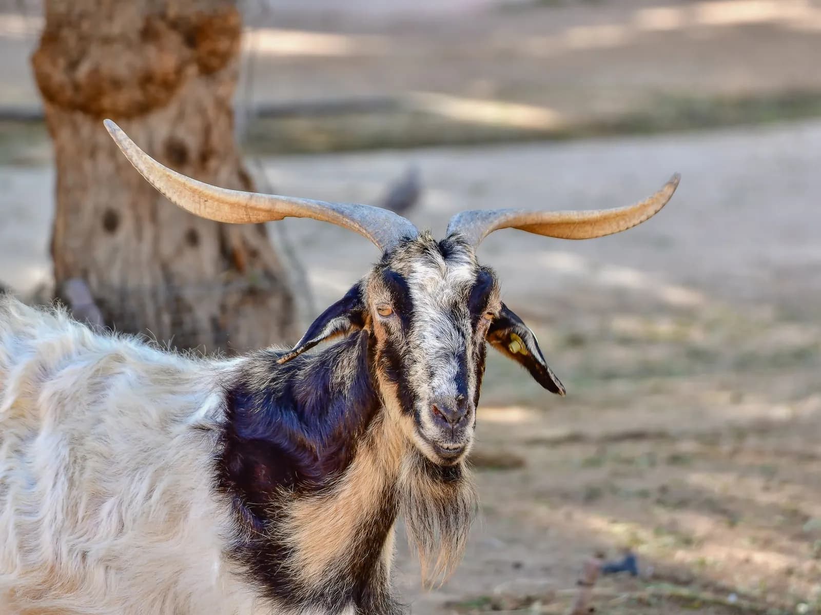 Majorera goat with long horns