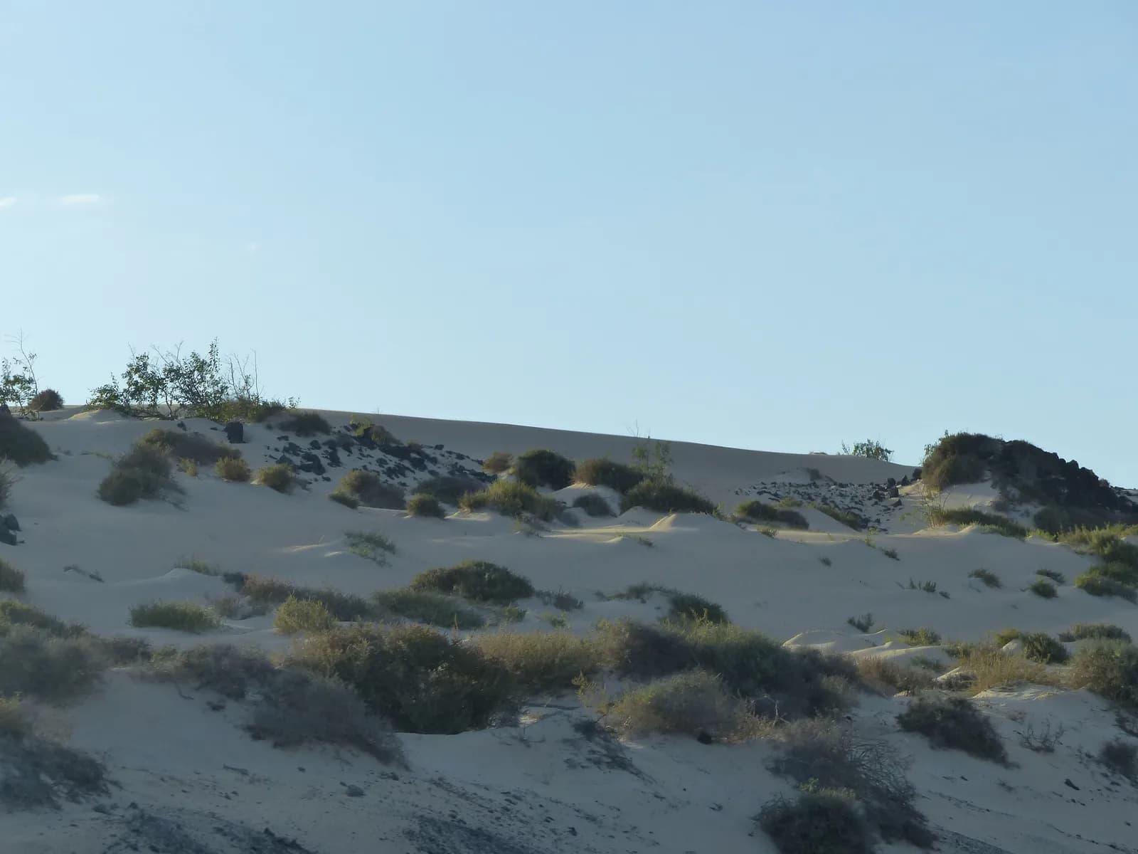 Afternoon light over the Corralejo Dunes
