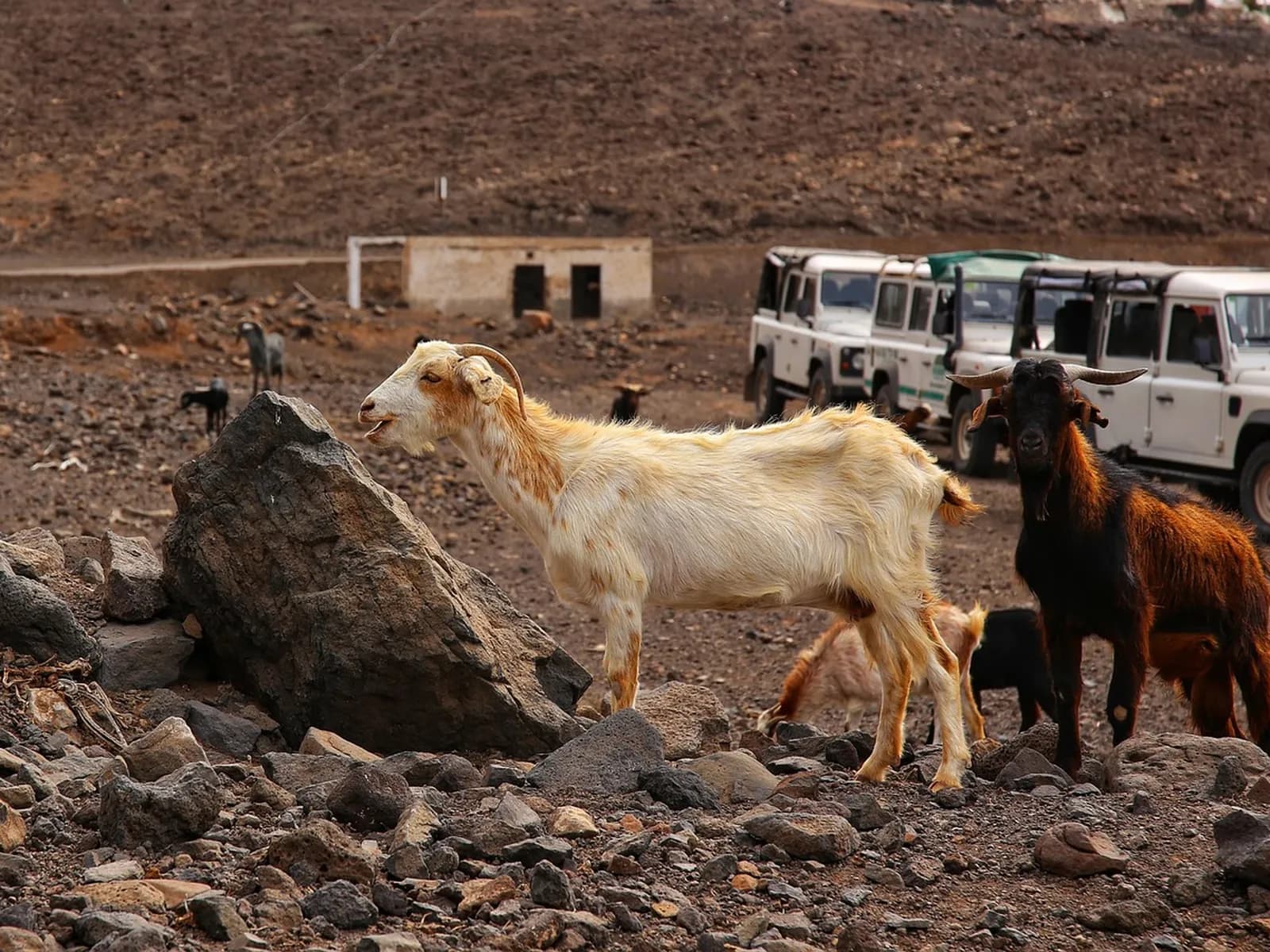 Goats next to the 4x4s at a safari stop in Fuerteventura
