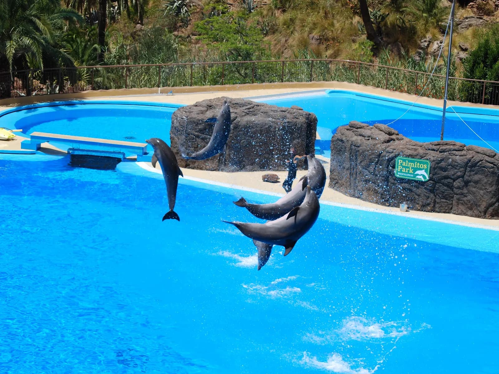 Dolphins at the Palmitos Park dolphinarium, Gran Canaria