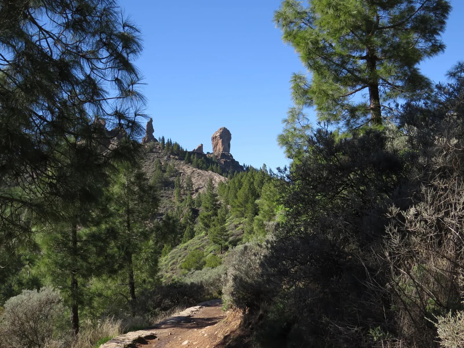 Sendero entre pinos canarios con el Roque Nublo al fondo