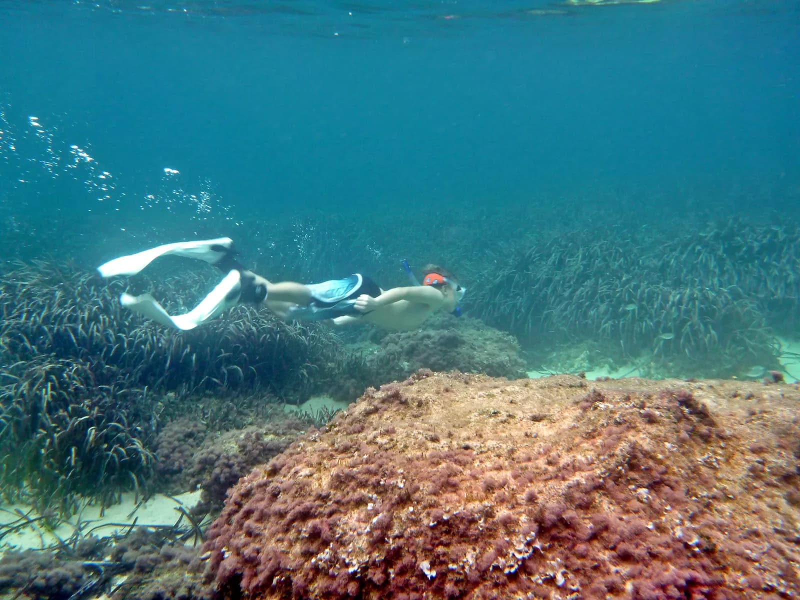 Snorkelling over a seagrass meadow