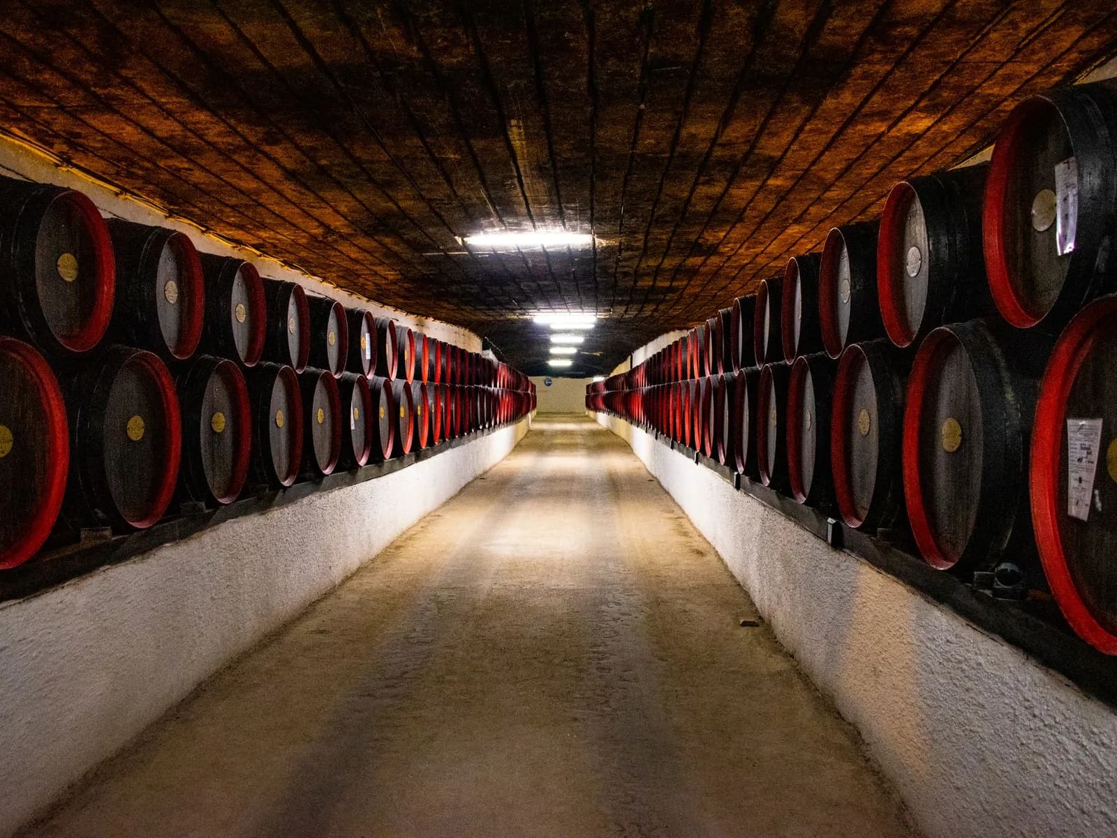 Nave de bodega con hileras de botas de roble