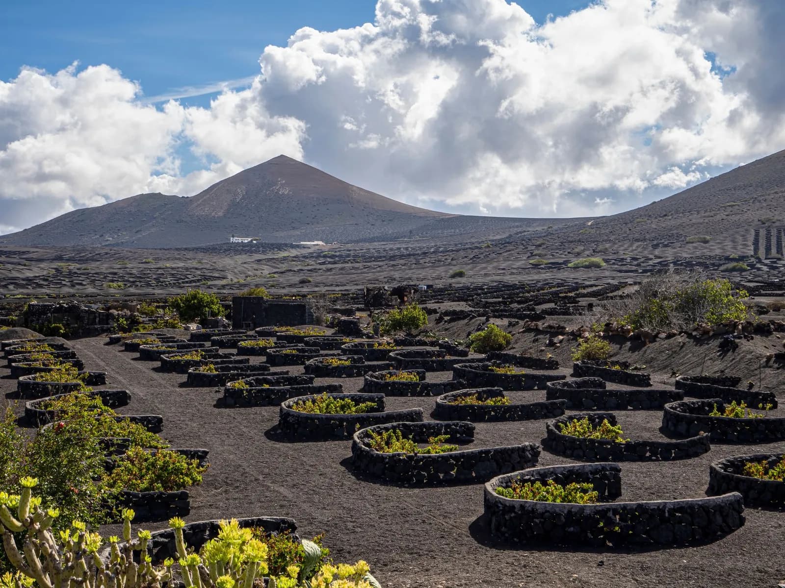 Pit vineyard with stone walls at the foot of a volcano in La Geria