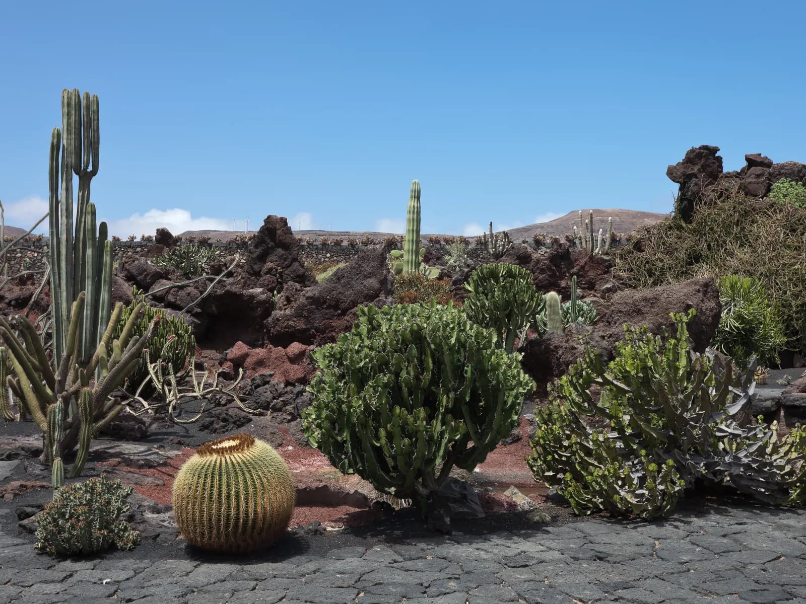 Cactus entre rocas volcánicas en Guatiza, al norte de Lanzarote