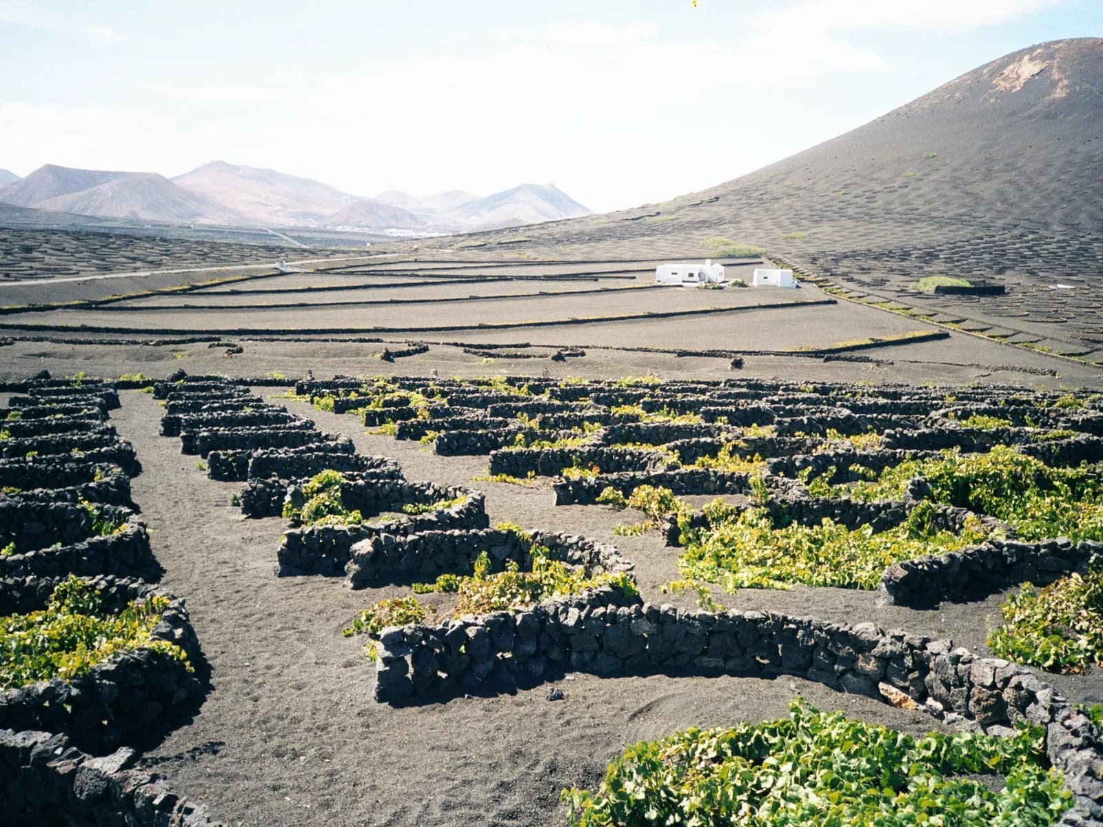 Vides plantadas en hoyos de ceniza volcánica en La Geria