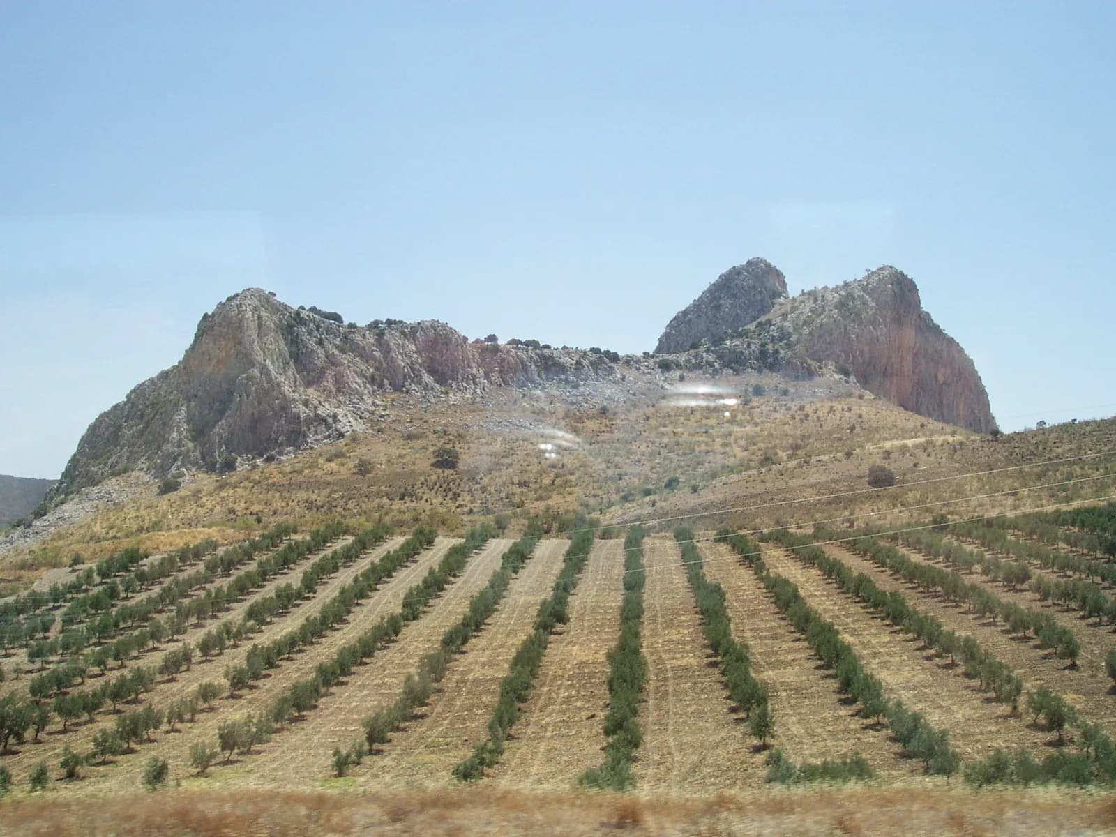 Olivar al pie de la Peña de los Enamorados, en la vega de Antequera