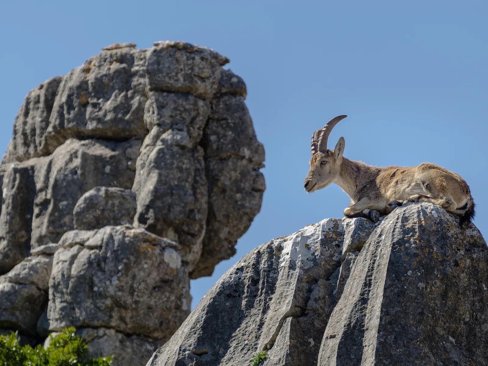 Cabra montés en las rocas de El Torcal de Antequera
