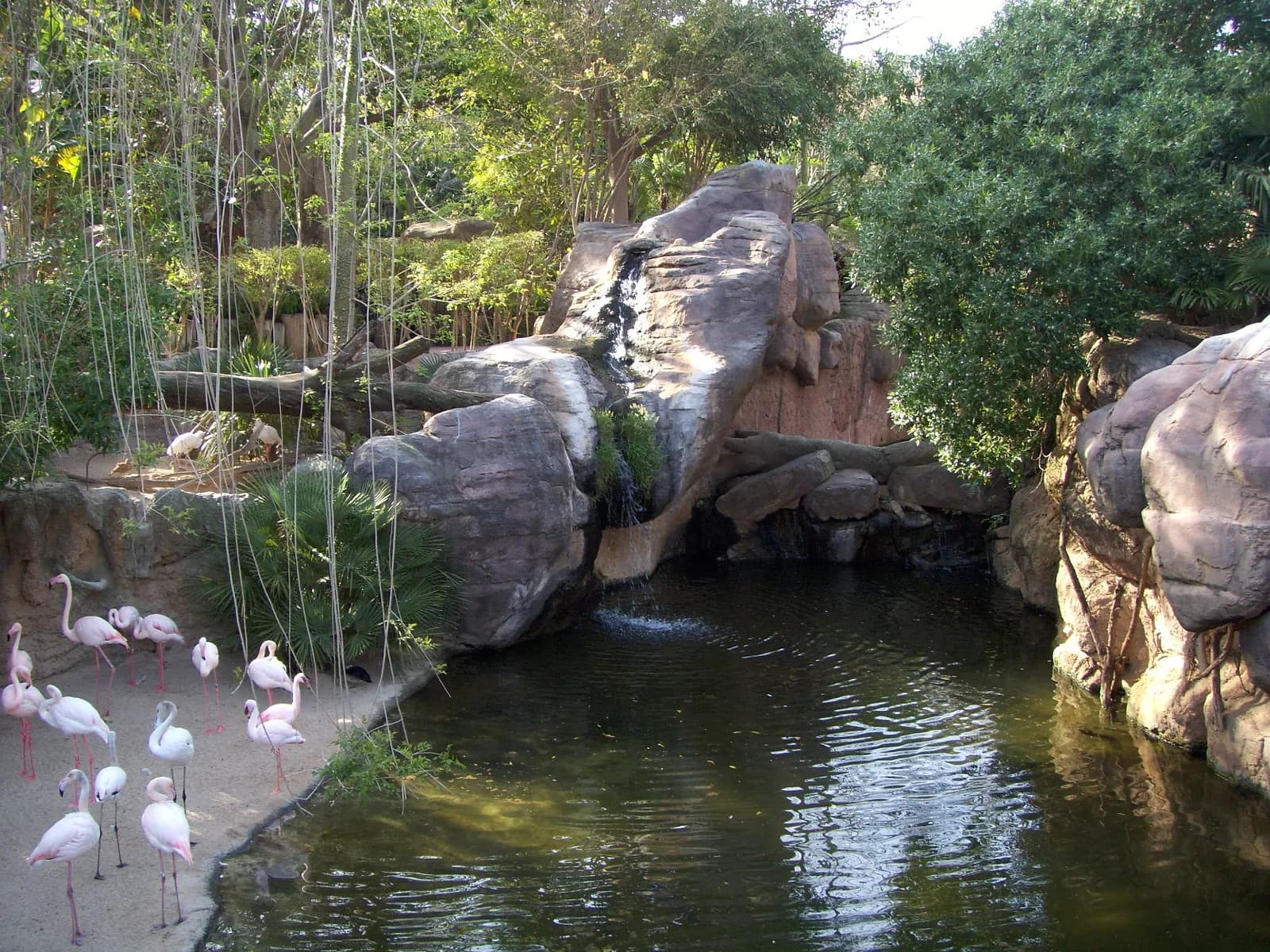 Flamingos by the pond at Bioparc Fuengirola