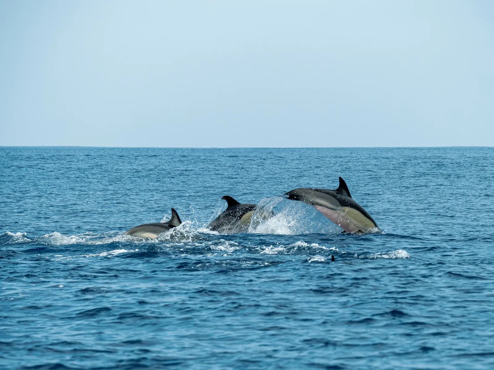 Pod of dolphins leaping in open sea