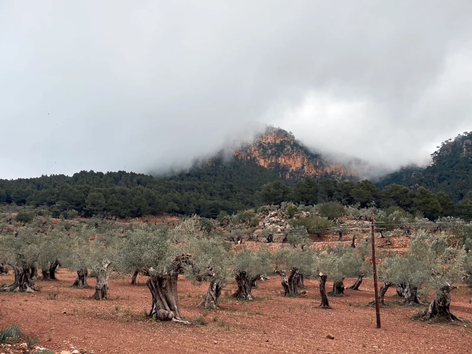 Olivar de árboles viejos sobre tierra roja, con la montaña al fondo