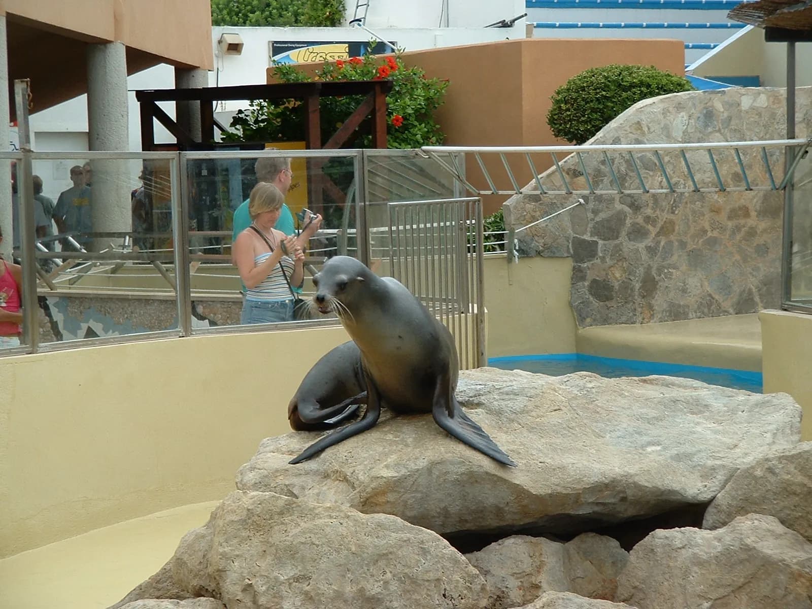 León marino en una de las instalaciones de Marineland Mallorca