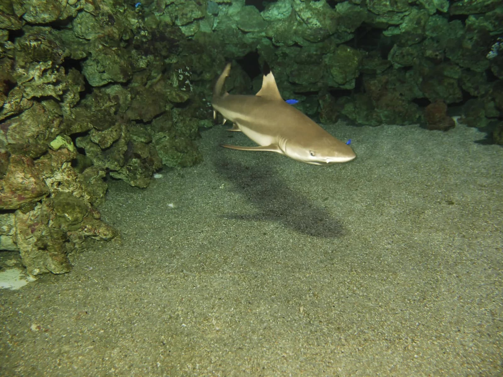 Tiburón nadando sobre el fondo en un tanque de Palma Aquarium