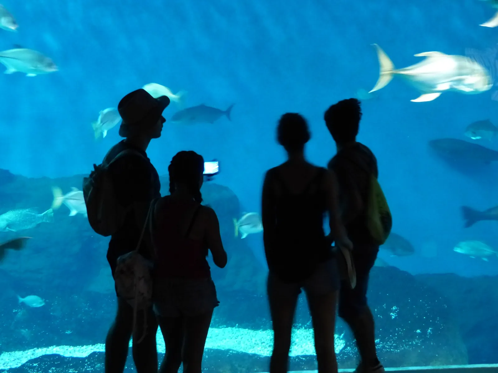 Familia mirando los peces en un gran tanque del Acuario de Sevilla