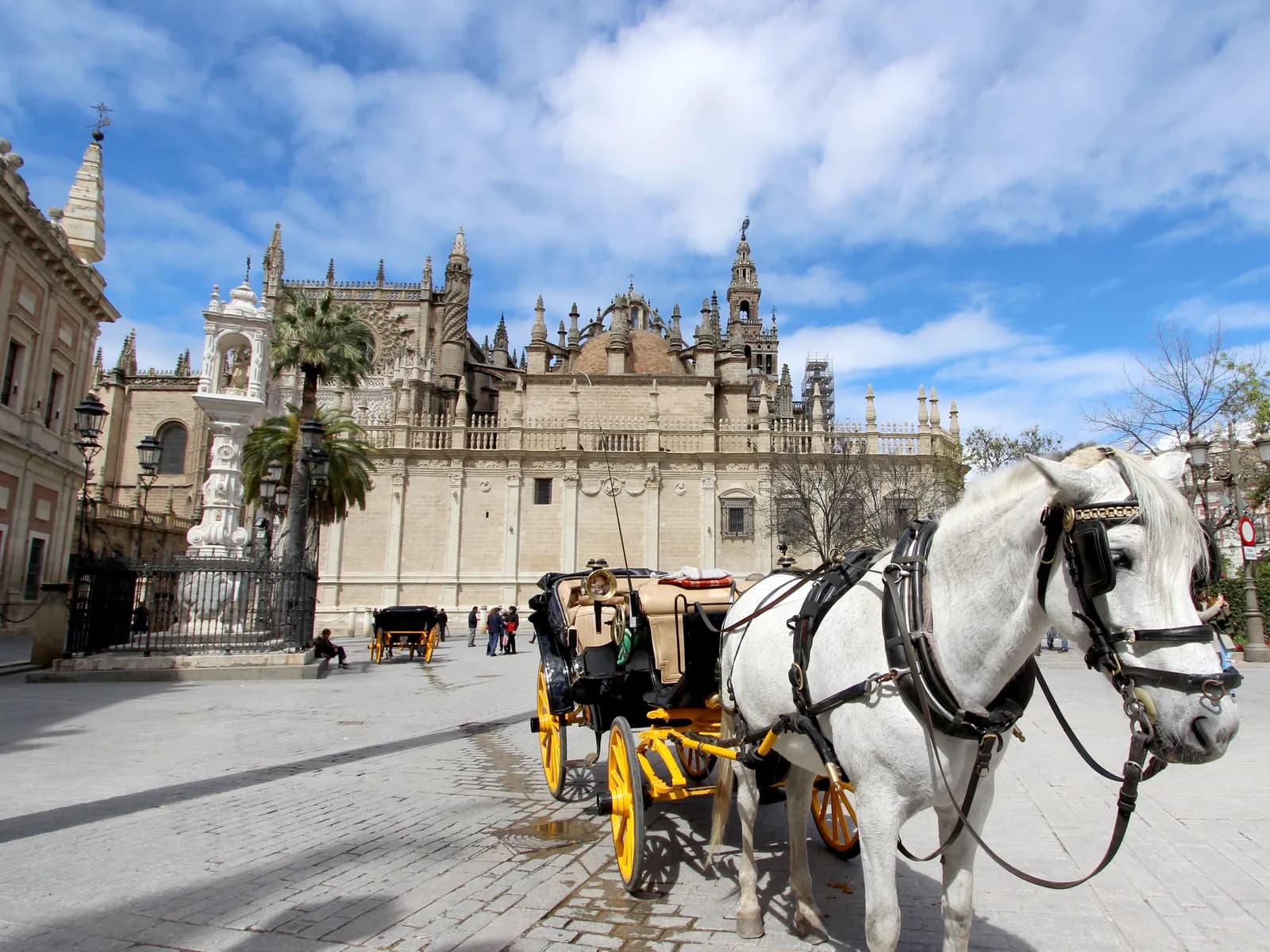 Coche de caballos con caballo blanco frente a la Catedral de Sevilla