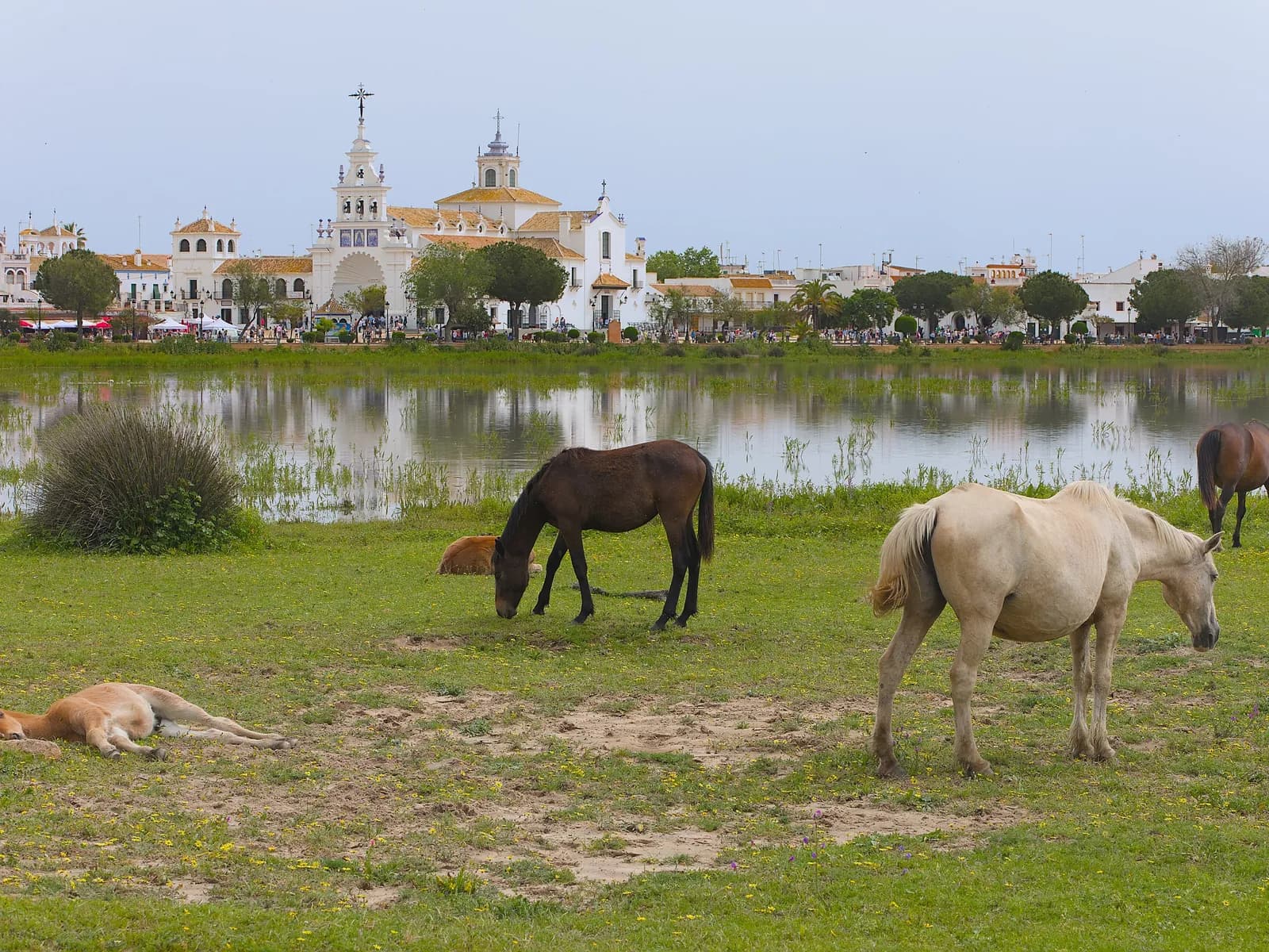 Caballos pastando en la marisma frente a la aldea de El Rocío