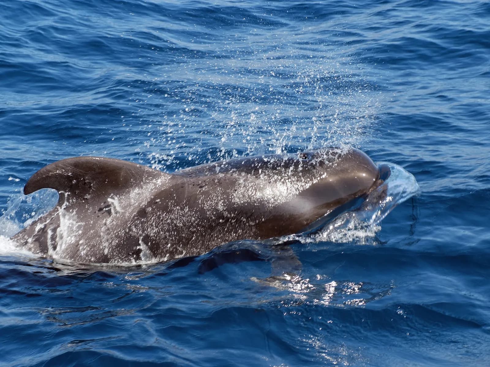 Pilot whale surfacing close to a catamaran off the coast of Tenerife