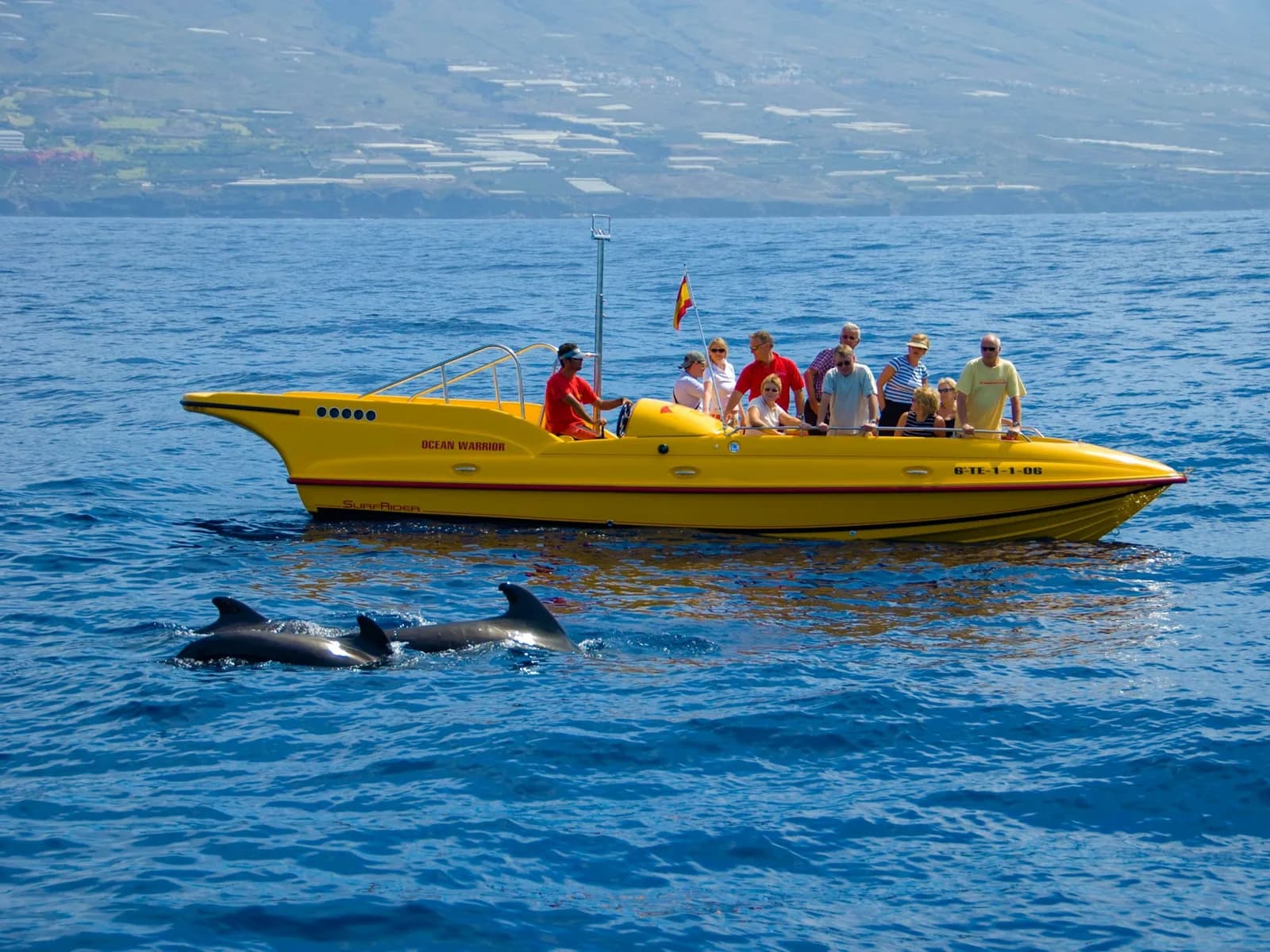 Lancha de avistamiento con pasajeros junto a un grupo de calderones en Tenerife