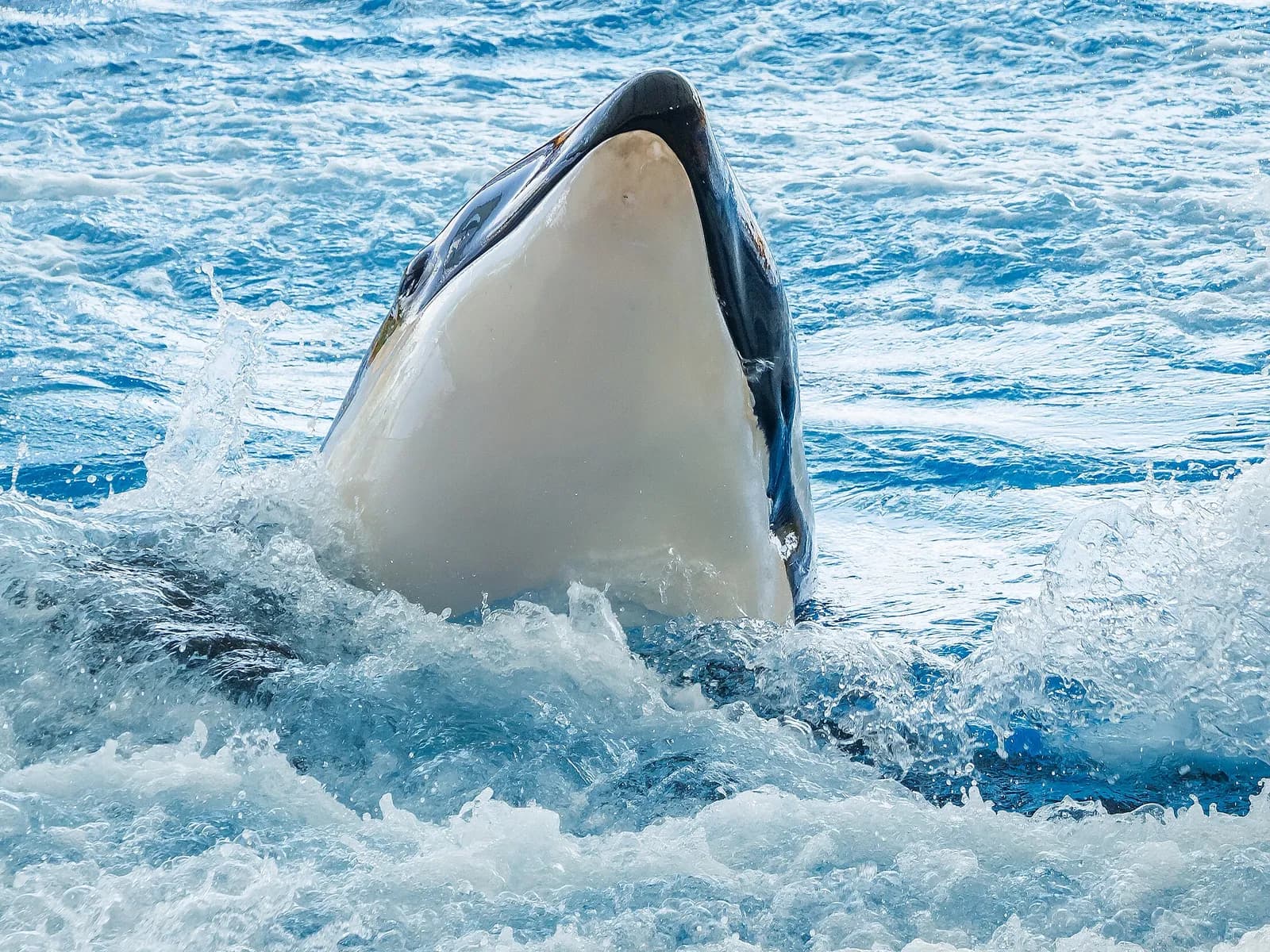 Orca Ocean show at Loro Parque, Puerto de la Cruz, Tenerife