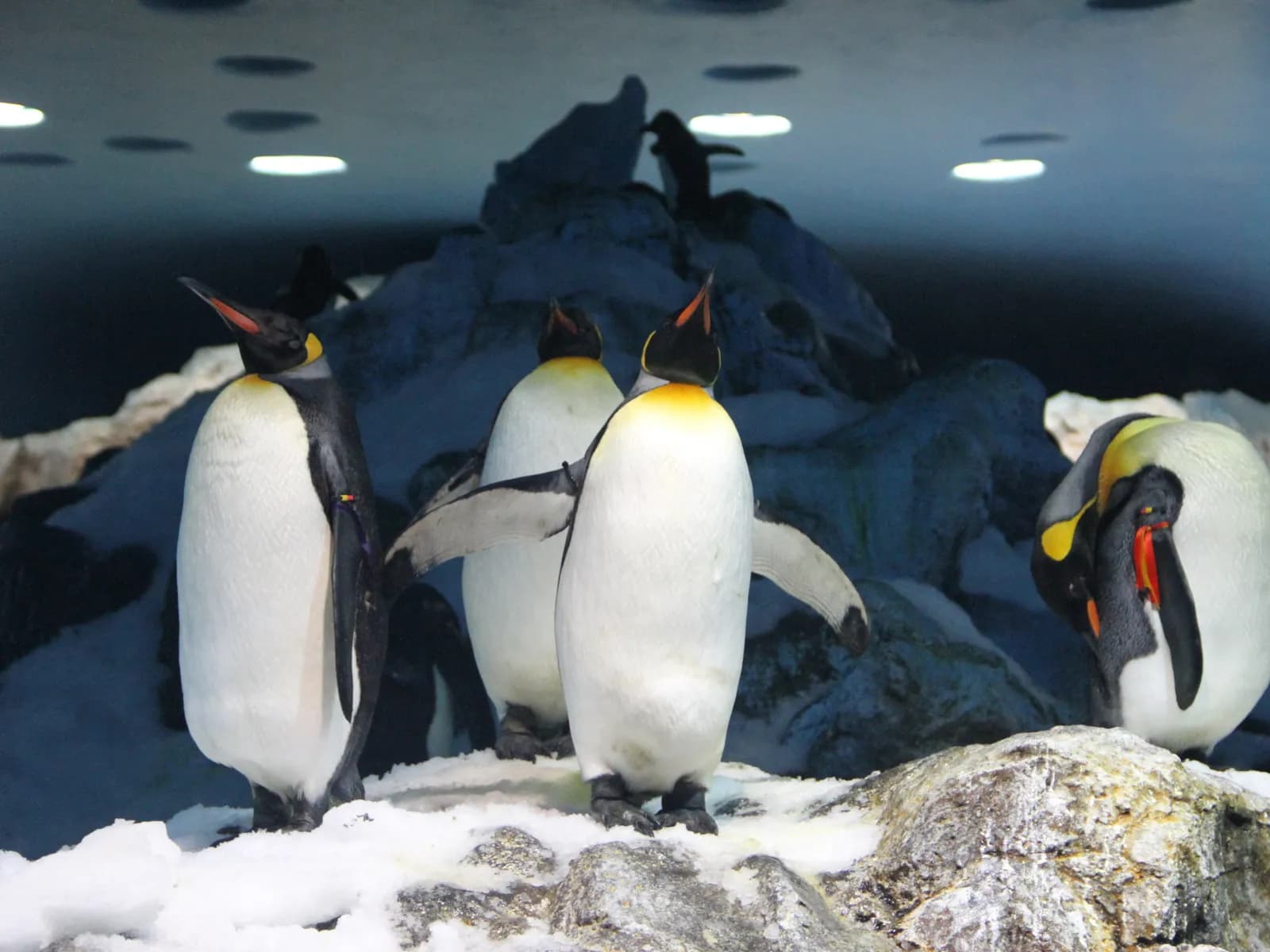 Pingüinos rey en Planet Penguin