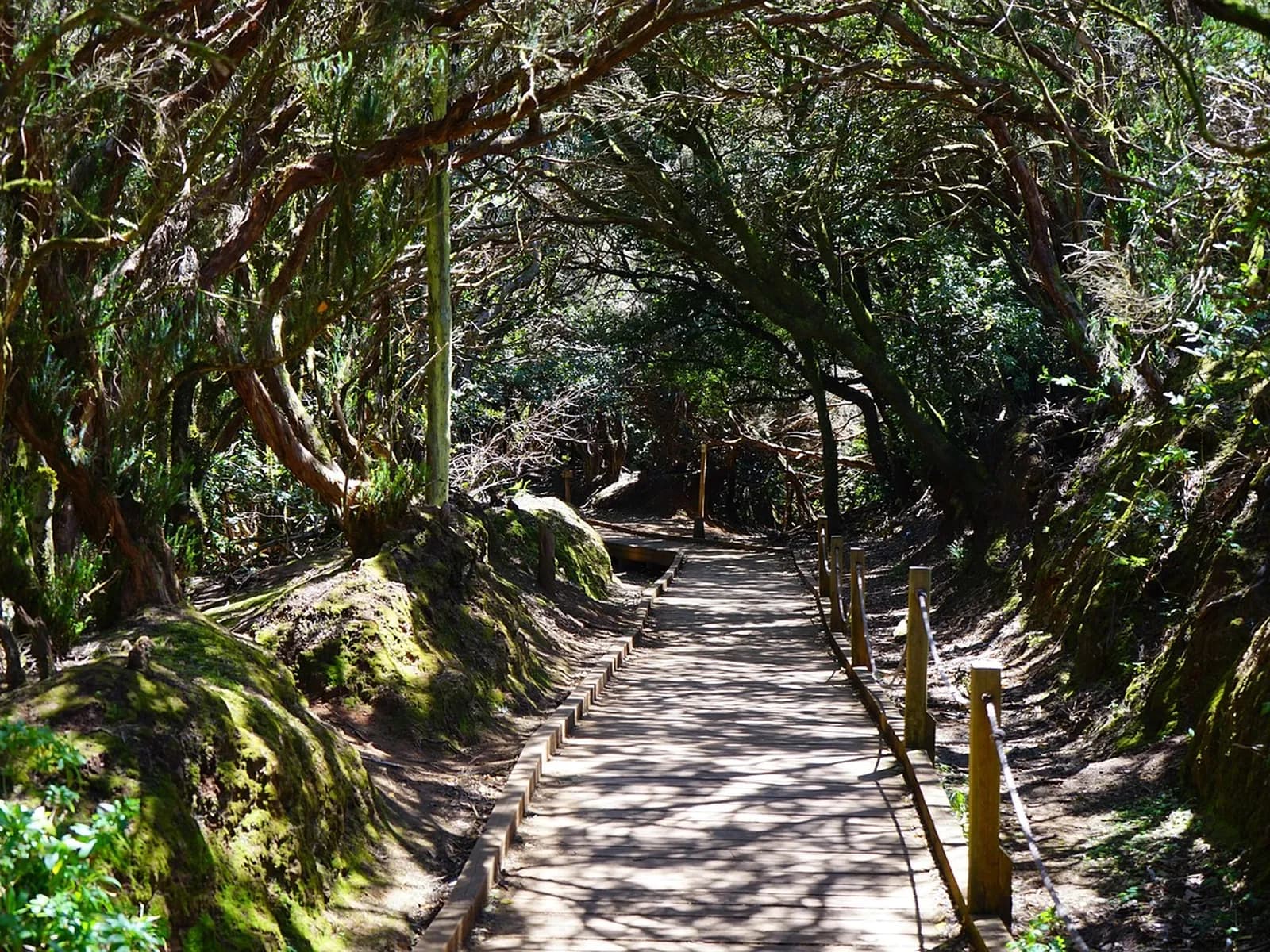 Dirt trail through laurel forest in Tenerife