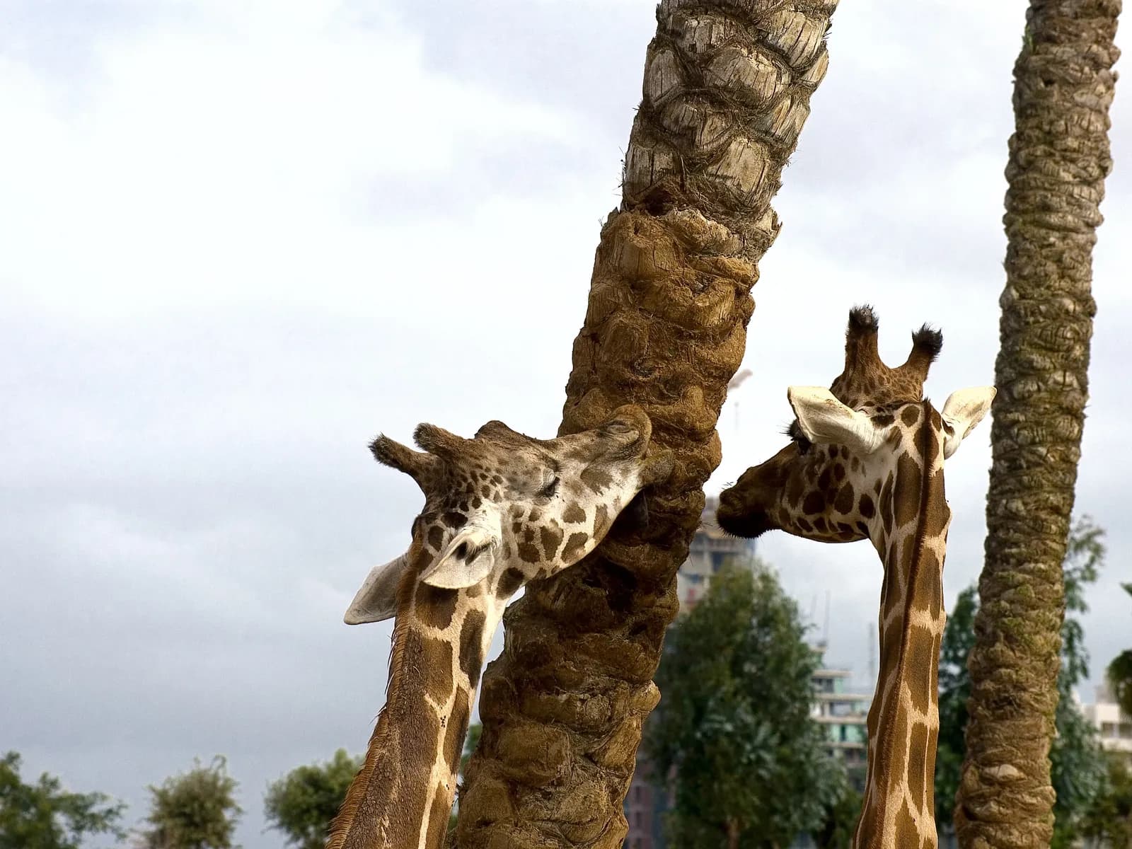 Jirafas en Bioparc Valencia