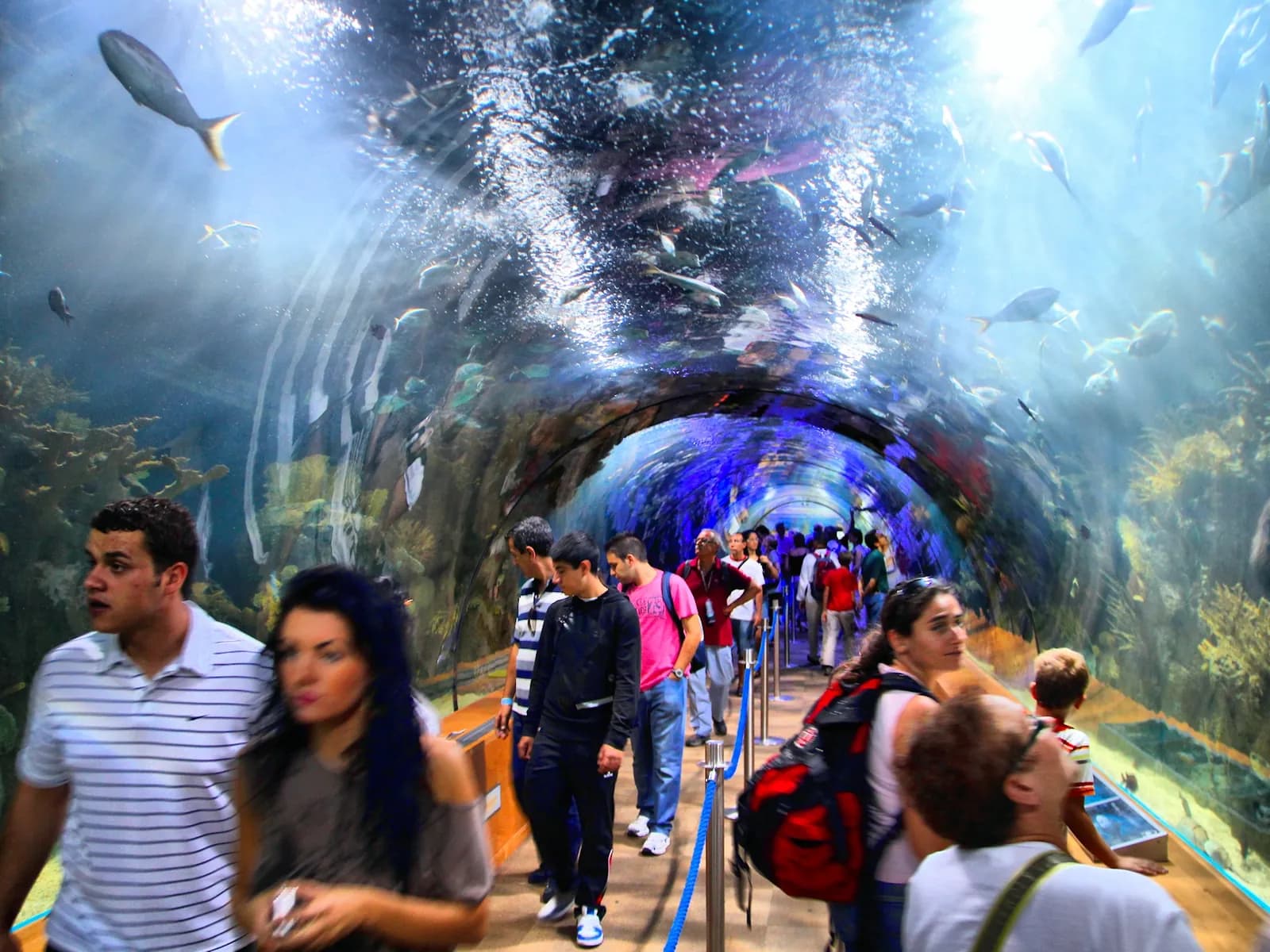 Visitantes en el túnel submarino del Oceanogràfic de Valencia