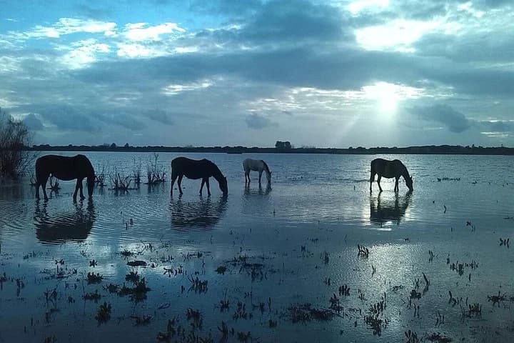 Caballos pastando en las marismas de Doñana
