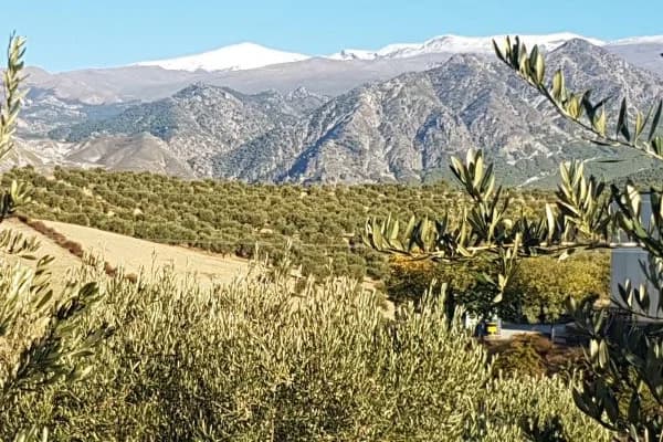 Olivar con las cumbres de Sierra Nevada al fondo