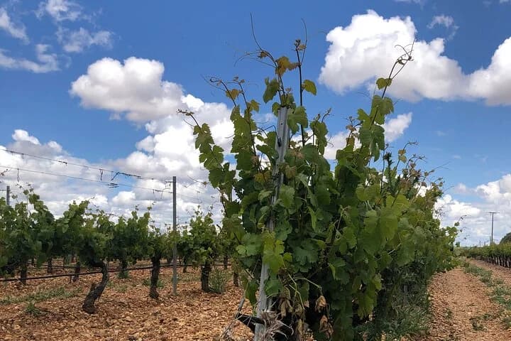 Rueda vines under a cloudy sky